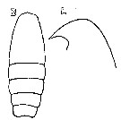 Espce Oithona fallax - Planche 17 de figures morphologiques