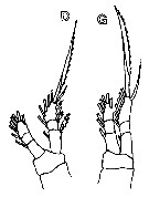 Espce Oithona setigera - Planche 20 de figures morphologiques