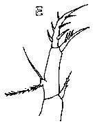 Espce Oithona tenuis - Planche 10 de figures morphologiques