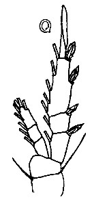 Espce Dioithona rigida - Planche 12 de figures morphologiques