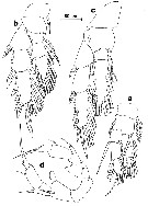 Espce Paramisophria aegypti - Planche 3 de figures morphologiques
