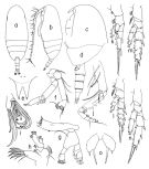 Species Scolecithricella minor - Plate 3 of morphological figures