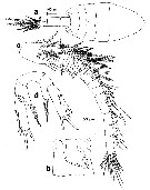Espce Paramisophria aegypti - Planche 5 de figures morphologiques