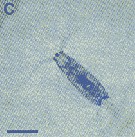 Species Acartia (Odontacartia) erythraea - Plate 17 of morphological figures