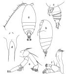 Espce Scolecithrix danae - Planche 5 de figures morphologiques