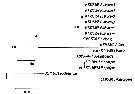 Espce Pontella sinica - Planche 7 de figures morphologiques
