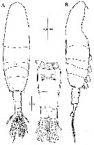 Espce Acartia (Odontacartia) nadiensis - Planche 1 de figures morphologiques