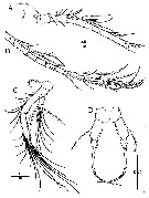 Espce Acartia (Odontacartia) nadiensis - Planche 2 de figures morphologiques