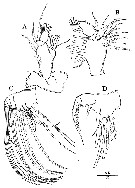 Espce Acartia (Odontacartia) nadiensis - Planche 3 de figures morphologiques