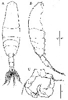 Espce Acartia (Odontacartia) nadiensis - Planche 7 de figures morphologiques
