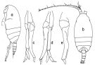 Espce Scolecithrix danae - Planche 7 de figures morphologiques
