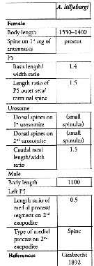 Espce Acartia (Odontacartia) lilljeborgi - Planche 9 de figures morphologiques