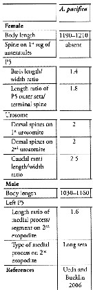 Espce Acartia (Odontacartia) pacifica - Planche 15 de figures morphologiques