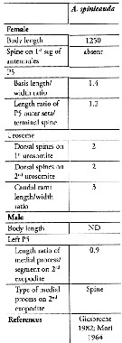 Espce Acartia (Odontacartia) spinicauda - Planche 11 de figures morphologiques