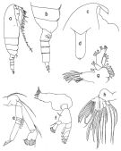 Espce Racovitzanus antarcticus - Planche 2 de figures morphologiques