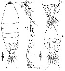 Espce Tortanus (Atortus) minicoyensis - Planche 1 de figures morphologiques