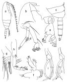 Espce Racovitzanus antarcticus - Planche 4 de figures morphologiques