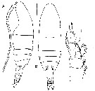 Espce Prolutamator pseudohadalis - Planche 1 de figures morphologiques