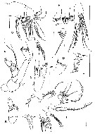 Espce Paracomantenna profunda - Planche 2 de figures morphologiques
