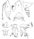 Espce Lophothrix frontalis - Planche 2 de figures morphologiques