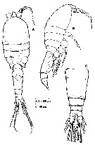 Espce Speleophriopsis mljetensis - Planche 1 de figures morphologiques