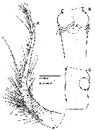 Espce Speleophriopsis mljetensis - Planche 2 de figures morphologiques