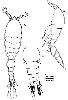 Espce Speleophriopsis mljetensis - Planche 6 de figures morphologiques