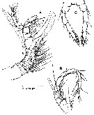 Espce Speleophriopsis mljetensis - Planche 7 de figures morphologiques
