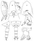 Species Lophothrix frontalis - Plate 4 of morphological figures