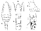 Espce Bestiolina sarae - Planche 2 de figures morphologiques