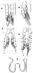 Espce Bestiolina sarae - Planche 4 de figures morphologiques