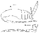 Espce Bestiolina sarae - Planche 8 de figures morphologiques