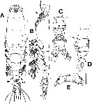 Espce Monstrilla chetumalensis - Planche 1 de figures morphologiques