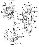 Espce Monstrilla chetumalensis - Planche 2 de figures morphologiques