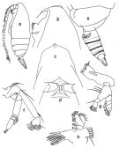 Espce Lophothrix latipes - Planche 3 de figures morphologiques