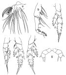 Species Lophothrix latipes - Plate 4 of morphological figures