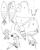 Espce Scottocalanus securifrons - Planche 3 de figures morphologiques