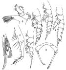 Espce Scottocalanus securifrons - Planche 4 de figures morphologiques