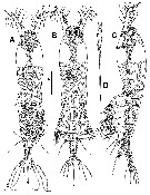 Espce Monstrillopsis chilensis - Planche 4 de figures morphologiques