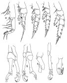 Espce Scottocalanus securifrons - Planche 6 de figures morphologiques