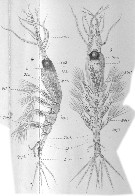 Species Monstrilla anglica - Plate 2 of morphological figures