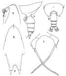 Espce Scottocalanus helenae - Planche 3 de figures morphologiques