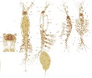Species Cymbasoma danae - Plate 1 of morphological figures
