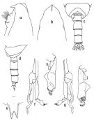Espce Scottocalanus helenae - Planche 4 de figures morphologiques