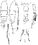 Espce Calanus pacificus - Planche 15 de figures morphologiques