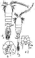 Espce Eurytemora affinis - Planche 23 de figures morphologiques