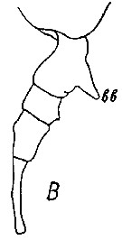 Espce Eurytemora herdmani - Planche 10 de figures morphologiques