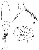Espce Acartia (Acanthacartia) tonsa - Planche 39 de figures morphologiques