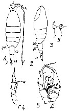 Espce Heterorhabdus tanneri - Planche 23 de figures morphologiques
