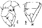 Espce Eurytemora asymmetrica - Planche 5 de figures morphologiques